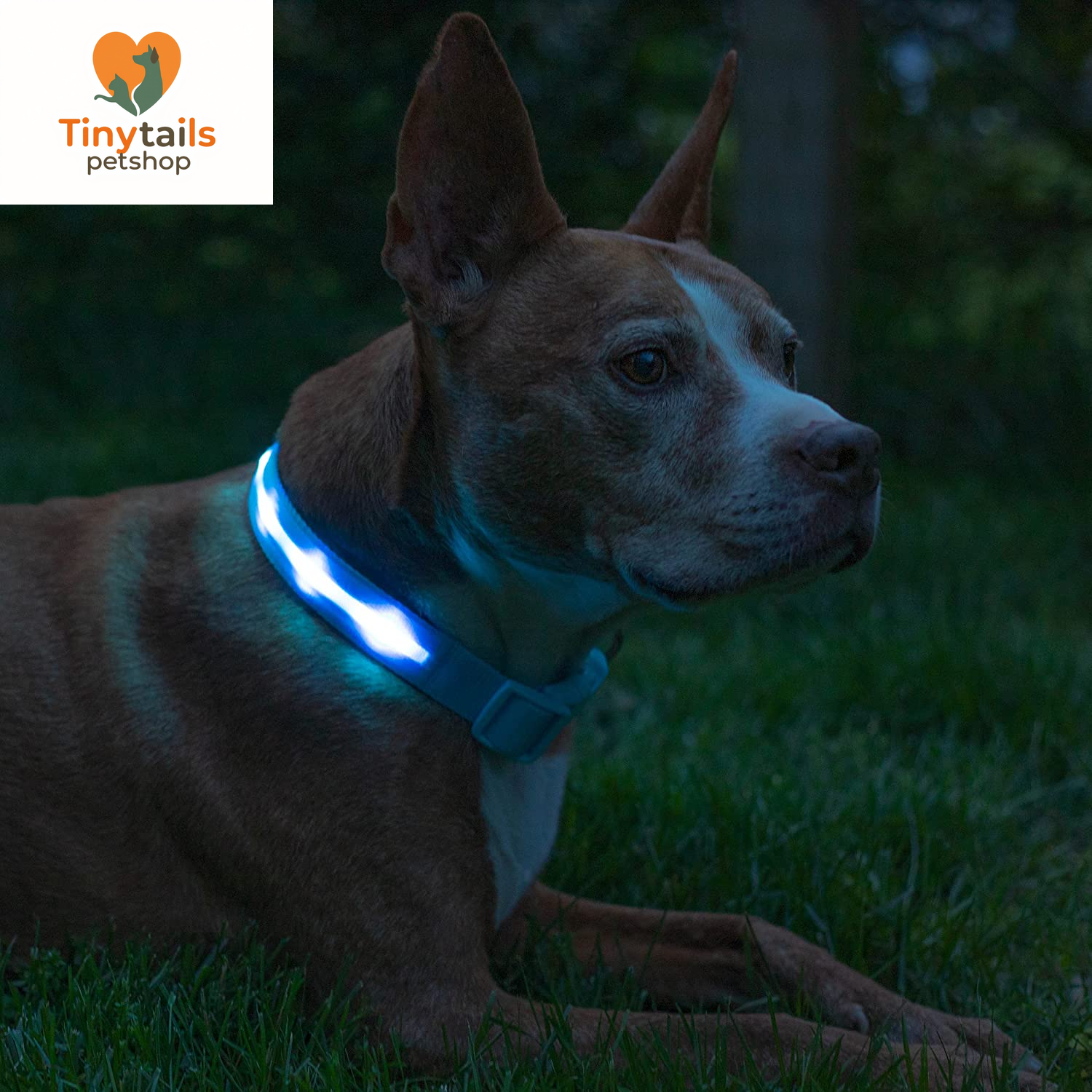 BLAZIN Brightest Light up Dog Collars - the Original LED Dog Collar with 1,000 Feet of Visibility - USB Rechargeable Waterproof Dog Collar Light - Dog Lights for Night Walking - USA Brand