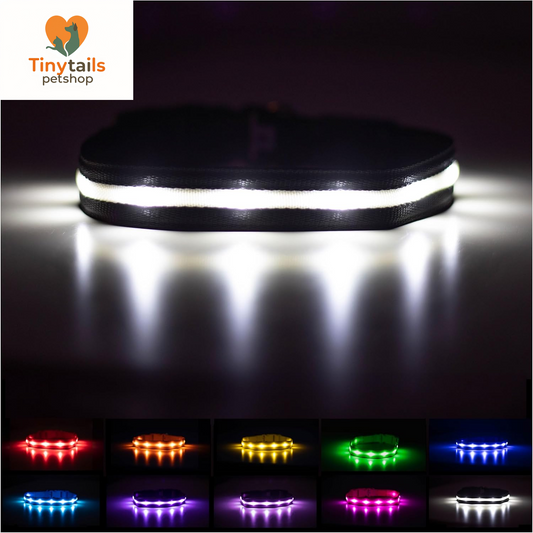 BLAZIN Brightest Light up Dog Collars - the Original LED Dog Collar with 1,000 Feet of Visibility - USB Rechargeable Waterproof Dog Collar Light - Dog Lights for Night Walking - USA Brand