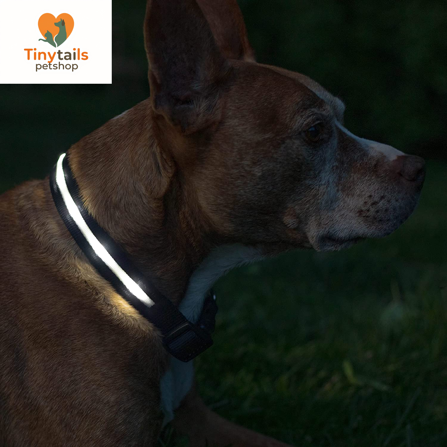 BLAZIN Brightest Light up Dog Collars - the Original LED Dog Collar with 1,000 Feet of Visibility - USB Rechargeable Waterproof Dog Collar Light - Dog Lights for Night Walking - USA Brand