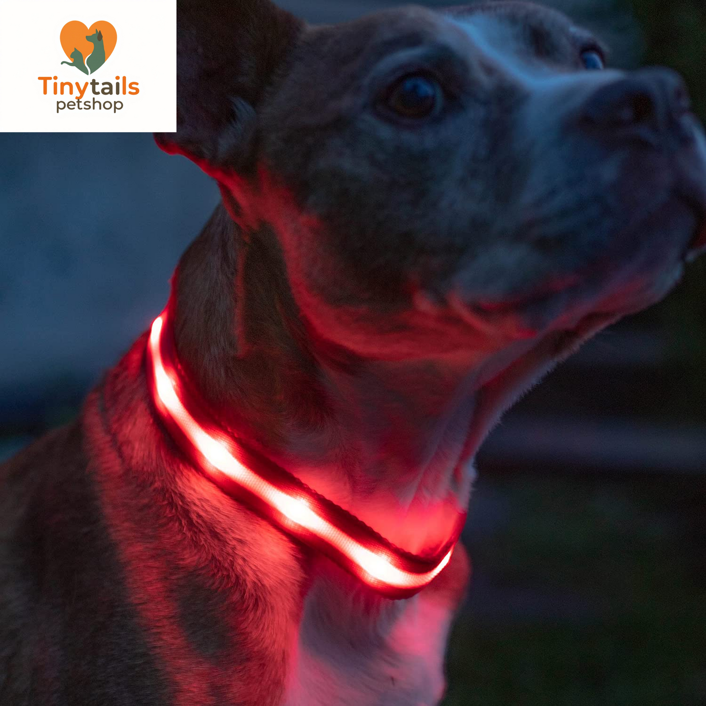 BLAZIN Brightest Light up Dog Collars - the Original LED Dog Collar with 1,000 Feet of Visibility - USB Rechargeable Waterproof Dog Collar Light - Dog Lights for Night Walking - USA Brand