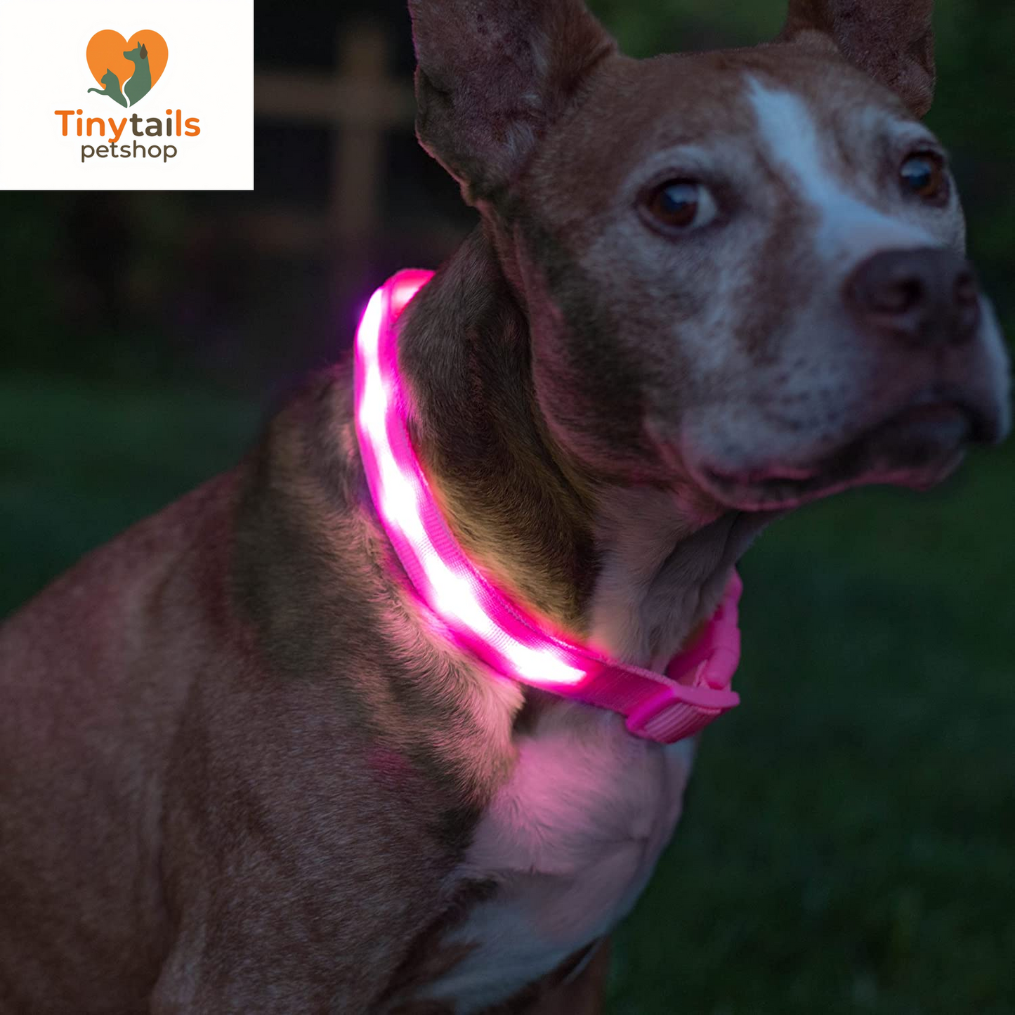 BLAZIN Brightest Light up Dog Collars - the Original LED Dog Collar with 1,000 Feet of Visibility - USB Rechargeable Waterproof Dog Collar Light - Dog Lights for Night Walking - USA Brand