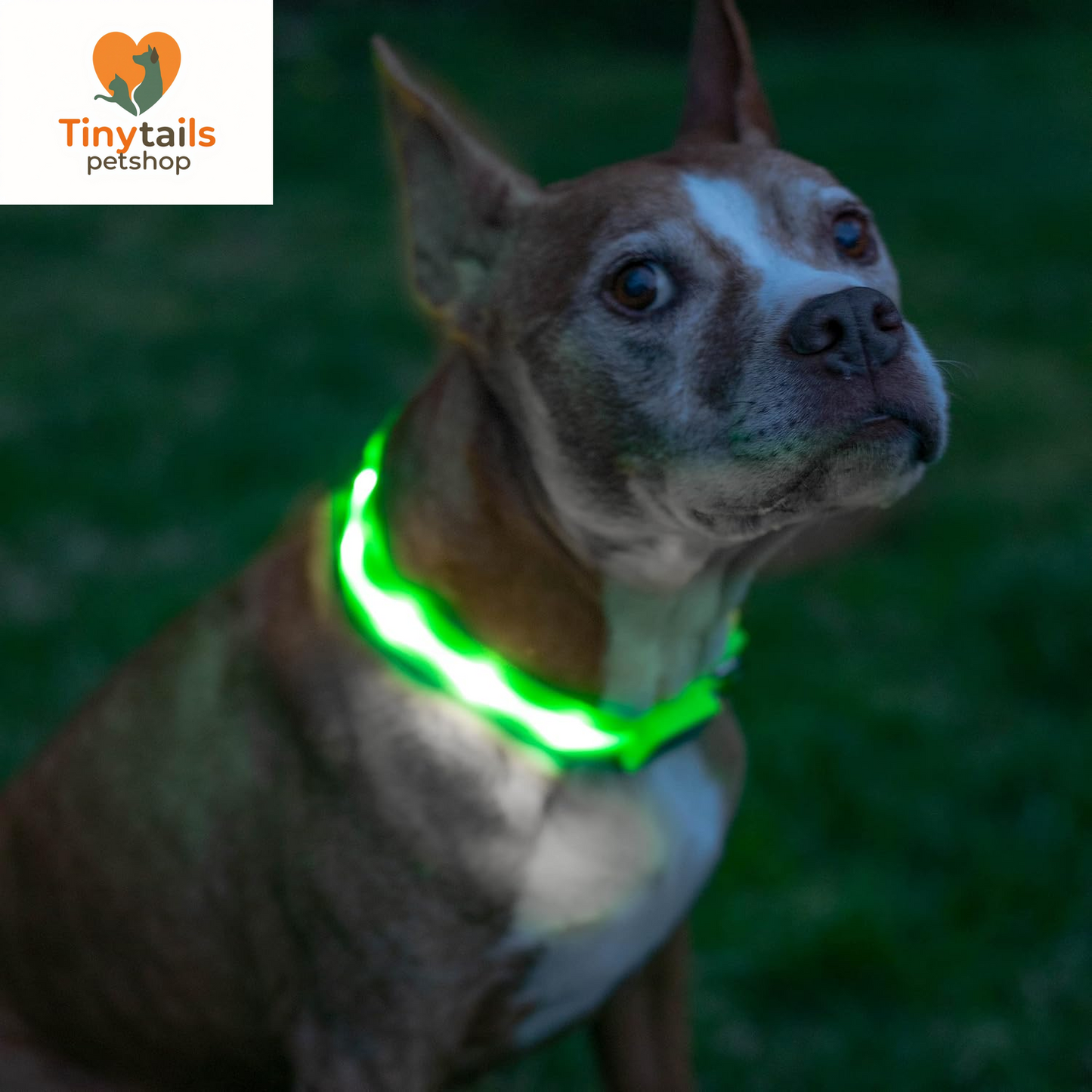 BLAZIN Brightest Light up Dog Collars - the Original LED Dog Collar with 1,000 Feet of Visibility - USB Rechargeable Waterproof Dog Collar Light - Dog Lights for Night Walking - USA Brand