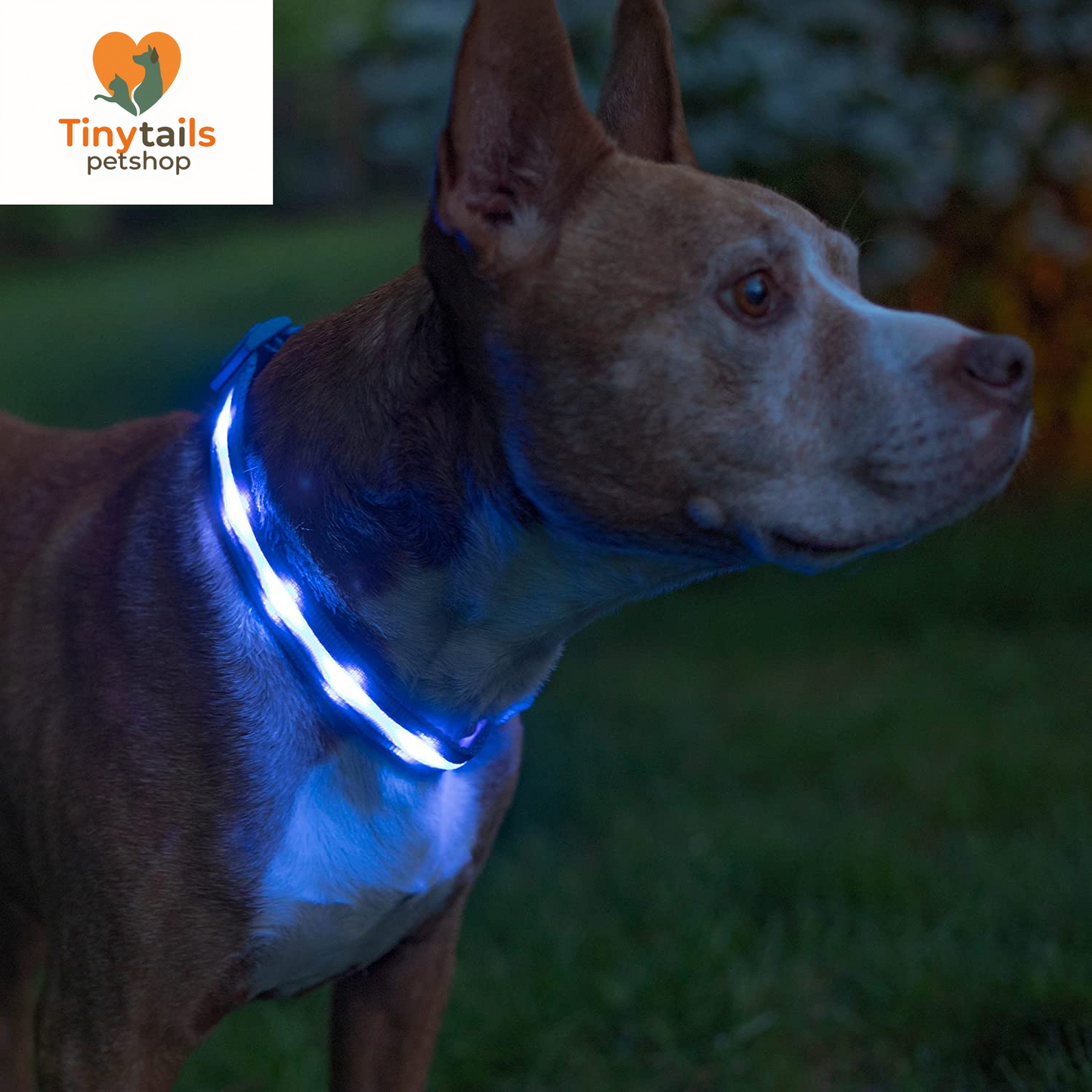 BLAZIN Brightest Light up Dog Collars - the Original LED Dog Collar with 1,000 Feet of Visibility - USB Rechargeable Waterproof Dog Collar Light - Dog Lights for Night Walking - USA Brand