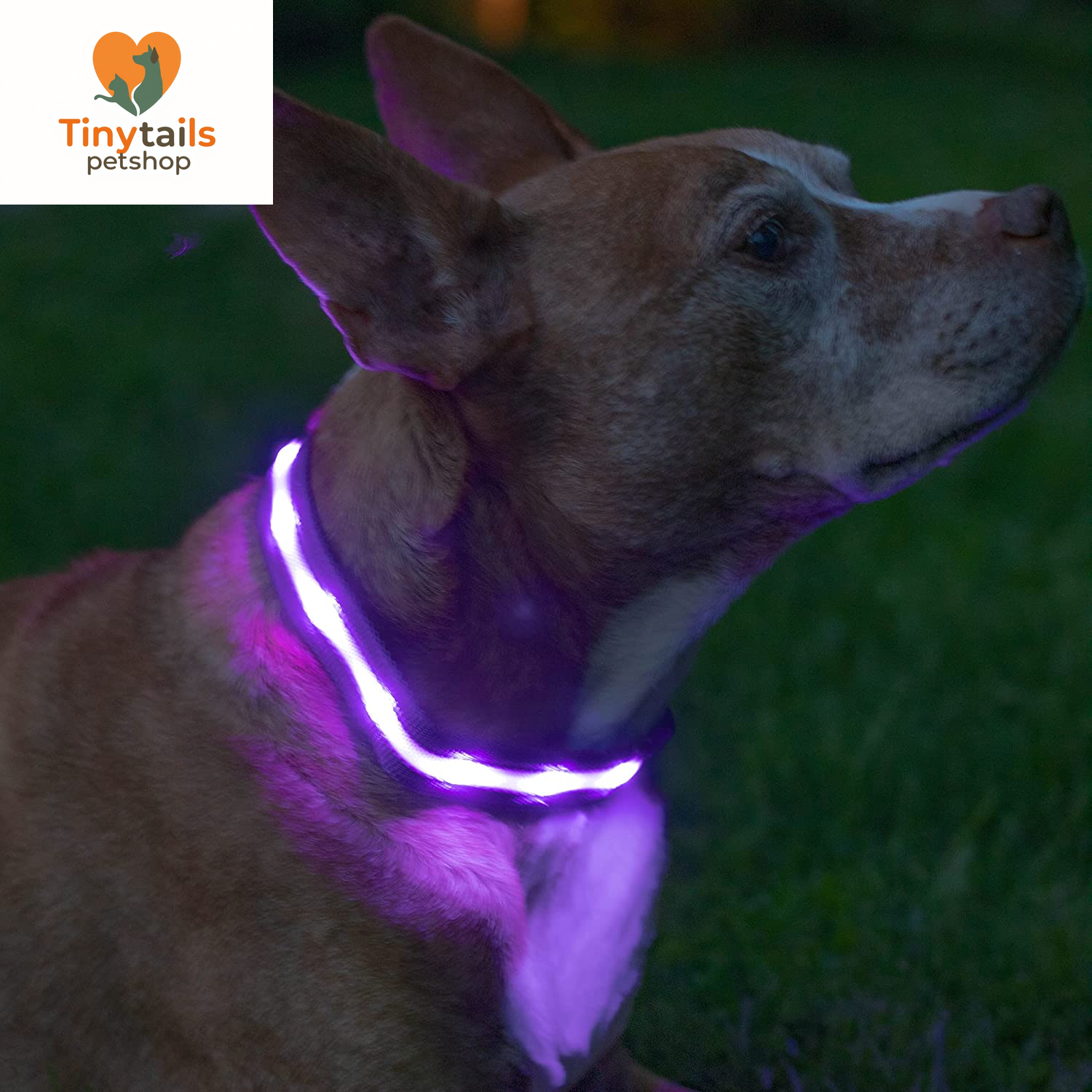 BLAZIN Brightest Light up Dog Collars - the Original LED Dog Collar with 1,000 Feet of Visibility - USB Rechargeable Waterproof Dog Collar Light - Dog Lights for Night Walking - USA Brand